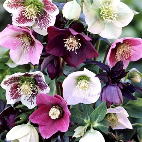 Морозник микс. (Helleborus) 3-Х ЛЕТКА купить в интернет-магазине ...
