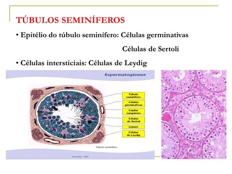 Células Somáticas E Germinativas - O Que São Células Germinativas - RETOEDU