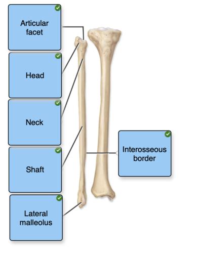 Human Anatomy Lecture Exam 1 Flashcards Quizlet