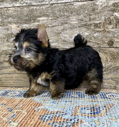 Available Norwich Terrier Puppies Elfin Norwich Terriers