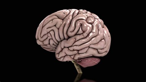 analyzing  human brain slow loop blue conceptual animation showing