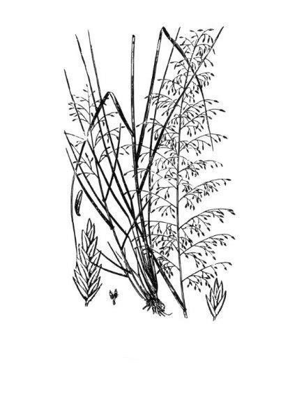 Plants Of Texas Rangelands Sand Lovegrass