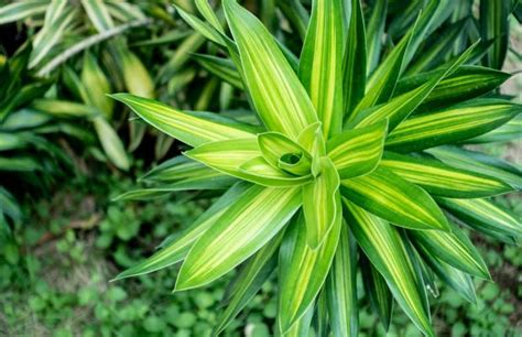 Dracaena Warneckii Plant Care Guide Plantly