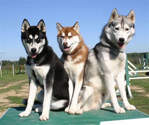 Banco De ImÁgenes Gratis Trío De Hermosos Perros Cachorros De Raza