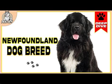 The Ultimate Guide to Newfoundland Dog Life Expectancy: Unlocking the ...