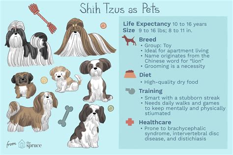 Shih Tzu: Dog Breed Characteristics & Care