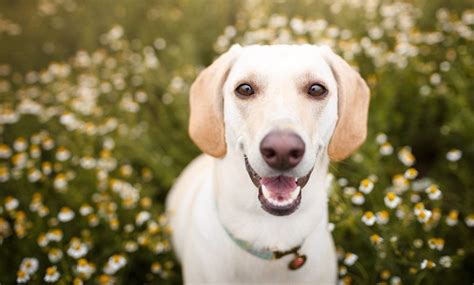 Why is my dog eating grass? - JollyPetsLife