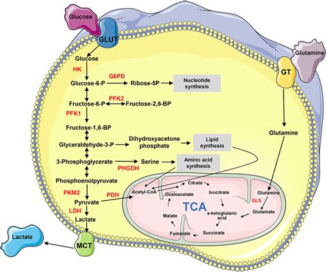 Frontiers Non Coding Rnas Operate In The Crosstalk Between Cancer