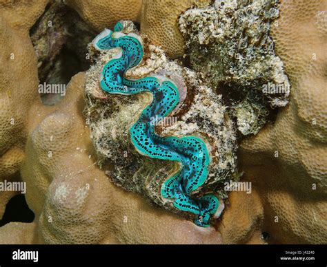 marine bivalve mollusk  res stock photography  images alamy