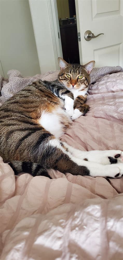 How does one determine how many cans of wet food to give your cat? My