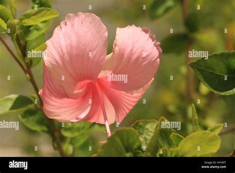 Tropical Pink Hibiscus Growing In Jamaica Stock Photo Alamy