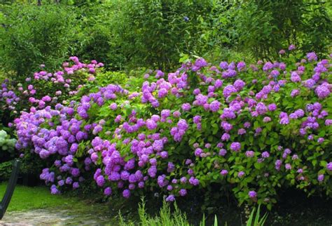 Hortensia Hydrangea macrophylla Bouquet Rose Sveriges Trädgårdsmästare