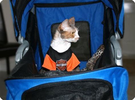 Кошки и собаки в колясках – ZooPicture.ru