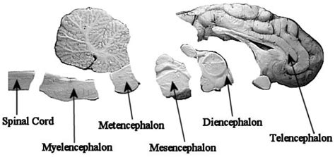 The Mid Sagittal Cut Department Of Psychology