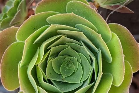 Weight Causes Aeonium To Bend Succulentdotcare