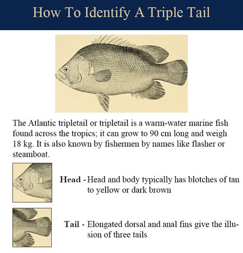 Triple Tail Fishing Made Easy | Good Inshore Fishing