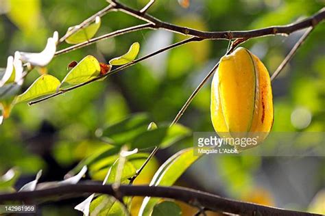 160 Carambola Tree Stock Photos, High-Res Pictures, and Images - Getty Images