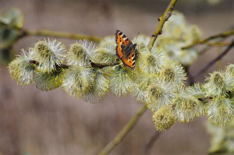 Pussy Willow Branches With Catkins And Butterfly Stock Photo Image Of Fluffy Bush