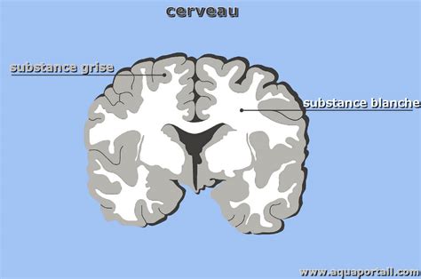 Substance Grise Définition Et Explications