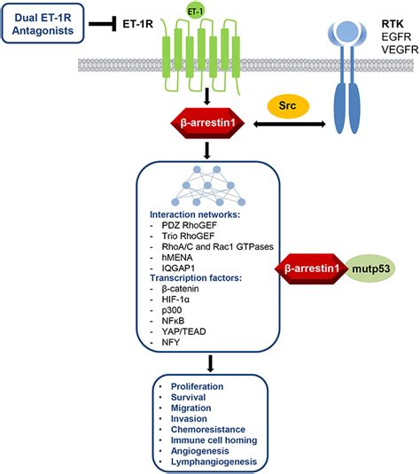 Frontiers Targeting Endothelin 1 Receptorβ Arrestin 1 Axis In Ovarian Cancer From Basic