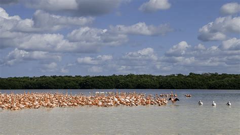 Where to Have Wildlife Encounters in Mexico