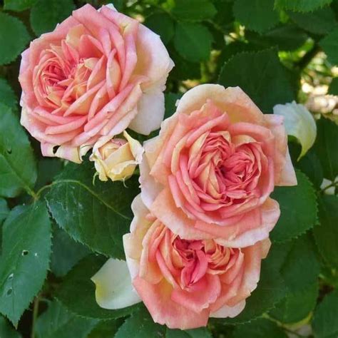 Роза Алхимист "Alchymist" - купить по выгодной цене | Садовый центр ТК ...