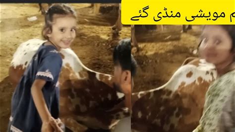Hum Gay Cow Mandi Karachi Mandi Eshalkhan YouTube