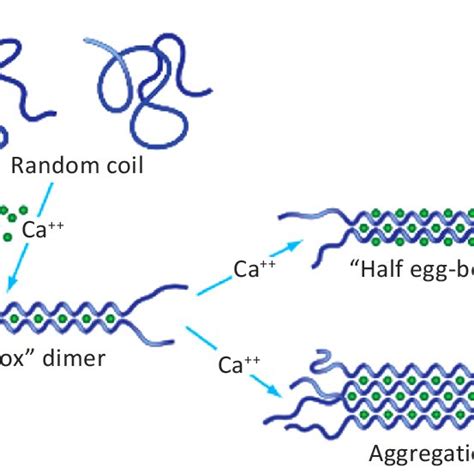 egg box model  ion triggered gelation