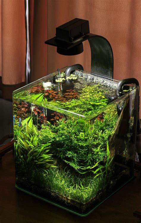 Great Nano Tank For A Betta There S A Tiger Nerite Snail Too Though