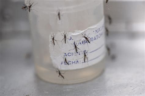 Dengue En Argentina C Mo Funciona La Liberaci N De Mosquitos