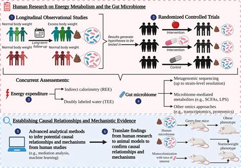 Exploring the Influence of Gut Microbiome on Energy Metabolism in