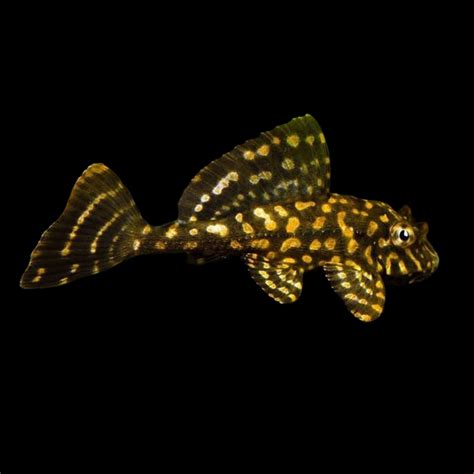 Sailfin Gold Spotted Pleco L001 – Obsidian Aquatics