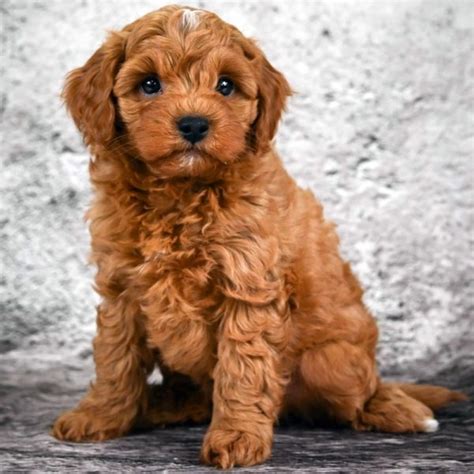 Male F1b Cavapoo Puppy For Sale Id 6273 Bw