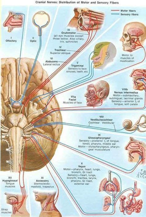 Pares Craneales Estudio Neurolog A Fisiolog A Y Neuroanatomia