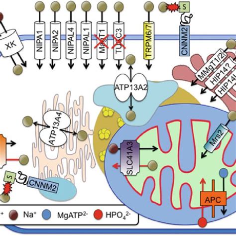 A Brief Classification Of The Protein Tyrosine Phosphatase Ptp