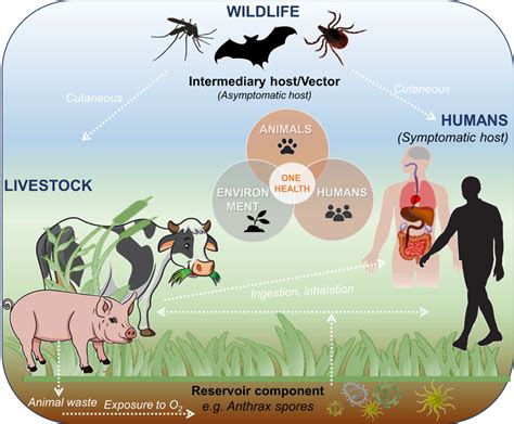 The transmission cycle of Bacillus anthracis | Download Scientific Diagram