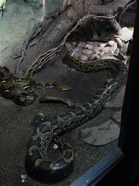 Filereticulated Python 02 Wikimedia Commons