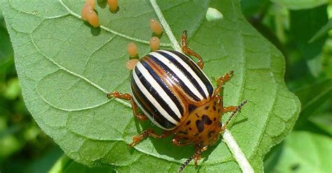 Как избавиться от колорадского жука на картошке - Со Вкусом