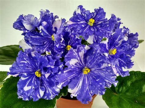 Фиалки Морев, НК, НД, ВаТ, ПТ, ЕК