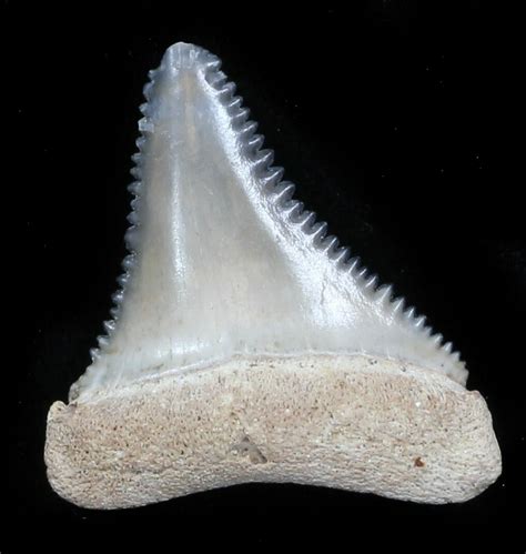Beautiful, 1.11" Fossil Great White Shark Tooth - Florida For Sale