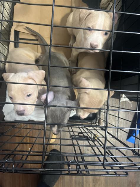 Pit bull puppies | PetClassifieds.com - petclassifieds