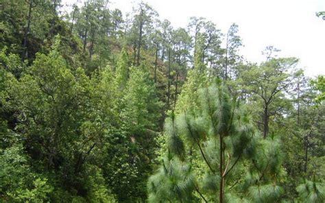 Estado De Emergencia En Honduras Por Plaga En Bosques El Sol De