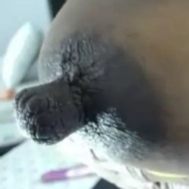 Latina Ebenholz Spielt Und Lutscht Ihre Riesigen Nippel Xhamster