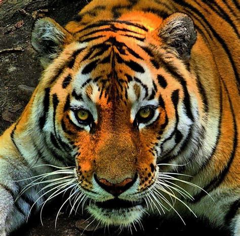 Тигр разорвал пенсионера в Хабаровском крае - СК РФ