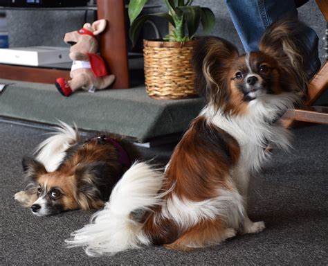 Our Cousin Amateur Photographer Snapped This Candid Of Our Paps Their Only Professional