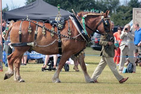 Suffolk Punch Classes | Horses, Suffolk punch, Horse inspiration