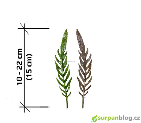 Staurogyne Bihar - Staurogynus Bihar - akvarijní rostliny Surpan.cz