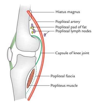 Popliteal Artery – Earth's Lab