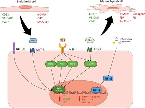 Frontiers Endothelial To Mesenchymal Transition An Underappreciated