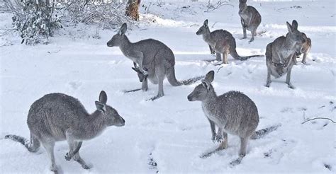 Australia braces for an Antarctic blizzard that will bring the biggest ...